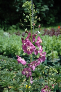 Verbascum ph. Rosetta